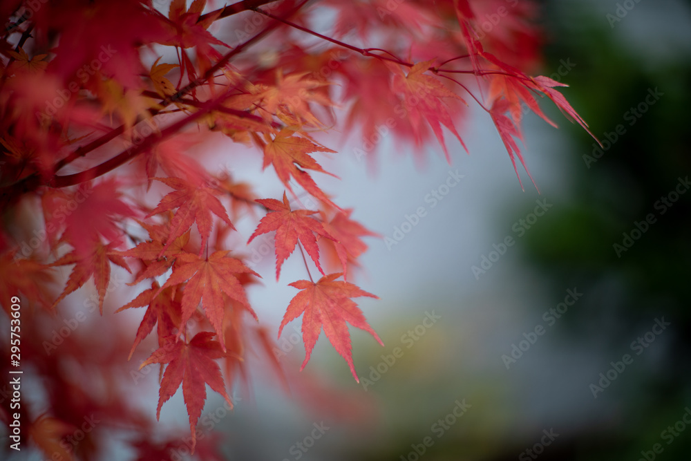 Red maple leaves in autumn season Red maple leaves in autumn season