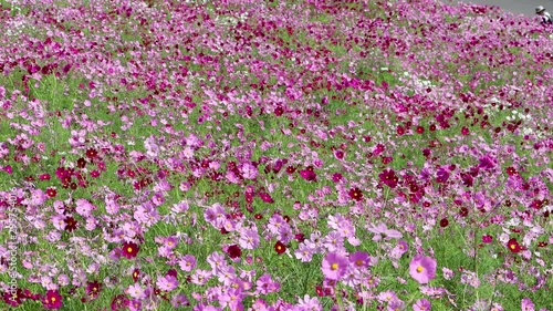 コスモスの花畑