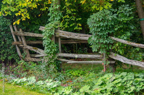 Cedar rail fence 