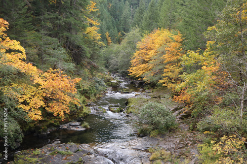 Fall Leaves along Umpqua River | Southern Oregon