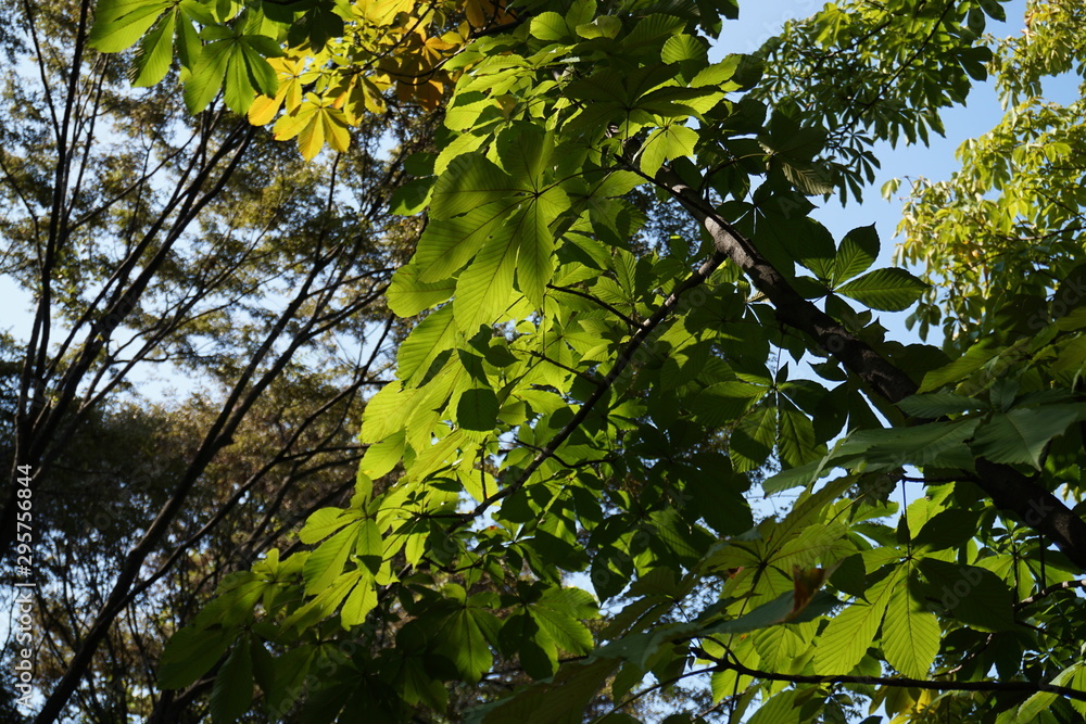 Green leaves Green leaves