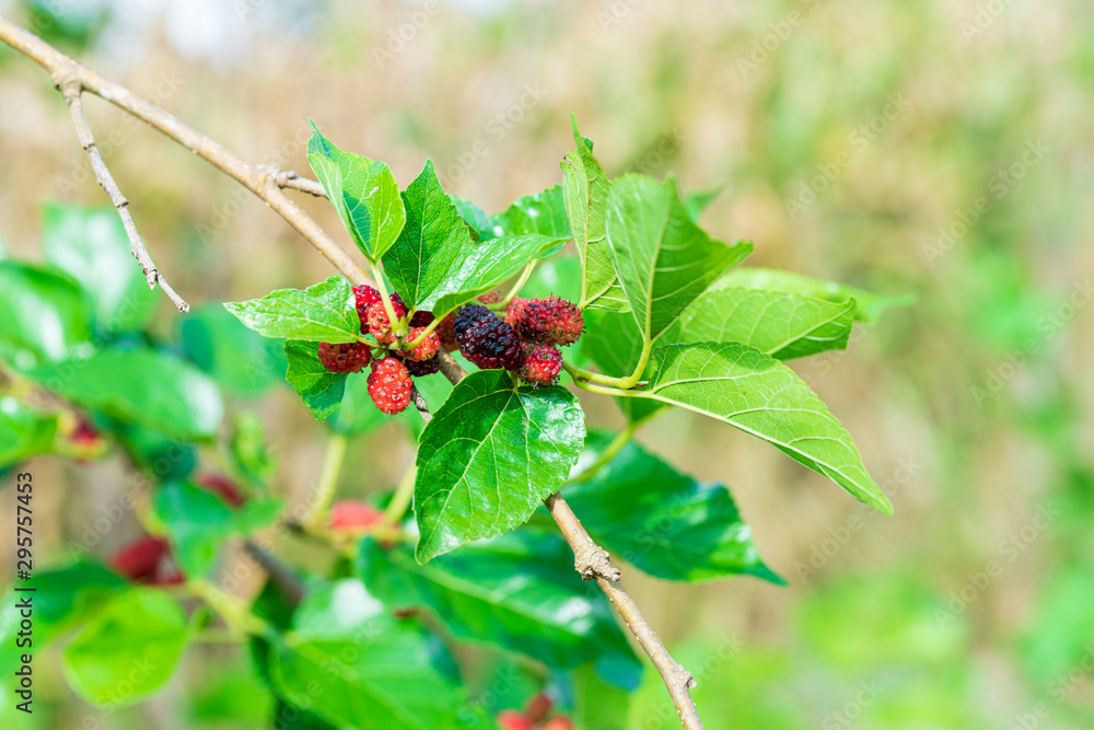 Red purple mulberries on tree.fresh mulberry provides fiber and nutrients highly beneficial. Red purple mulberries on tree.fresh mulberry provides fiber and nutrients highly beneficial.