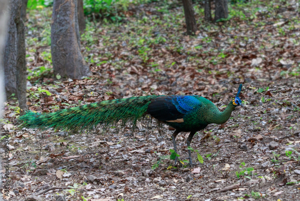 A male peacock feeds on a solitary forest. A male peacock feeds on a solitary forest.