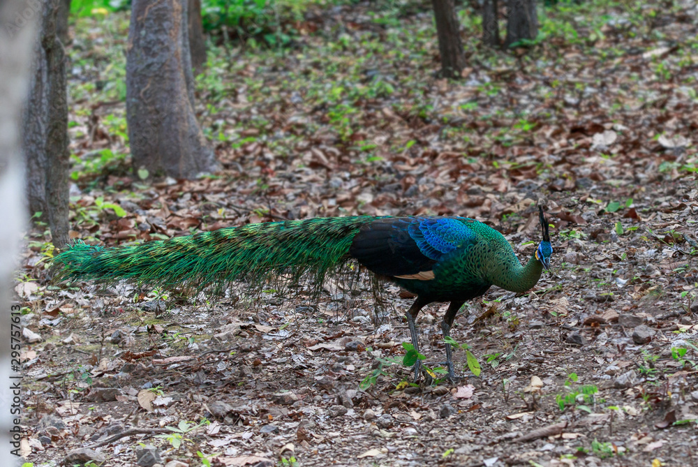 A male peacock feeds on a solitary forest. A male peacock feeds on a solitary forest.
