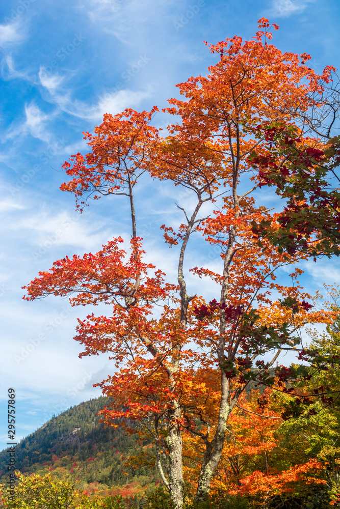 Vibrant orange leaves on a maple tree contrast with the bright blue sky