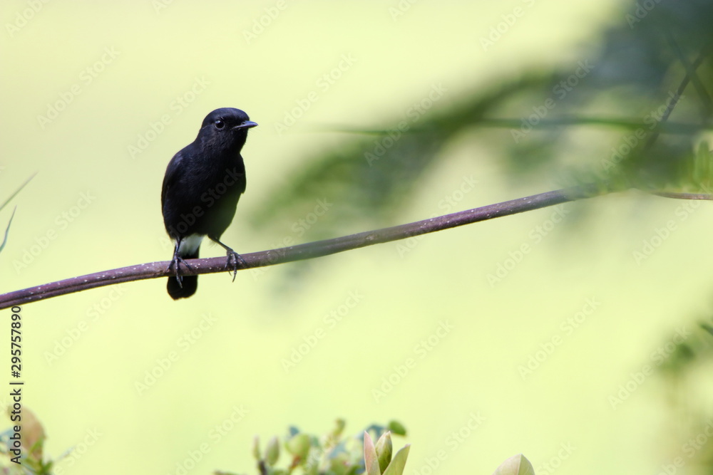 Obraz premium bird on branch