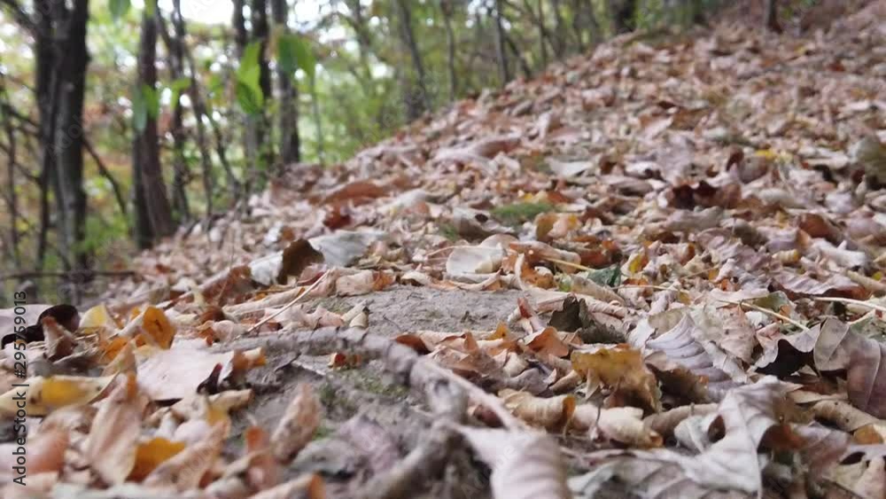fallen dry autumn leaves in the forest in a autumn day fallen dry autumn leaves in the forest in a autumn day