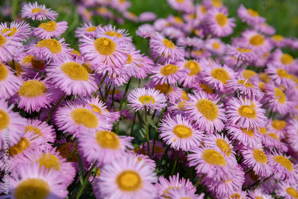 Closeup of blooming chamomile in garden, summer background Closeup of blooming chamomile in garden, summer background