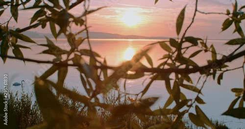 Three swans on a quiet morning during pink romantic sunrise over a deserted lake photo