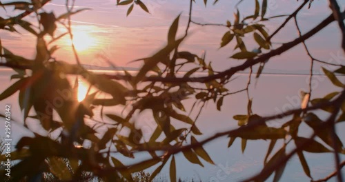 Romantic pink sunrise filmed through tree leafs with three swans on a deserted and quiet lake in the morning photo