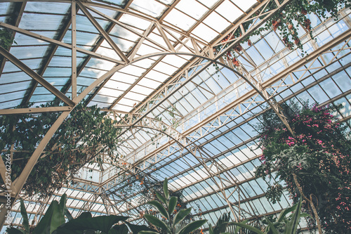 Lush green tropical foliage leaves of plants in botanic green house glass house interior. Botanical garden indoor decorative plants