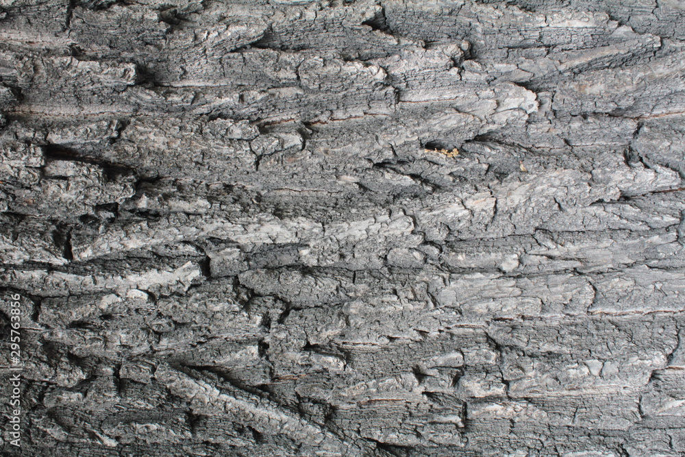 Texture of gray tree bark for 3D modeling. Tree with gray bark, background Texture of gray tree bark for 3D modeling. Tree with gray bark, background