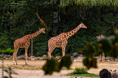 Two giraffes stands in a row and watching for food.
