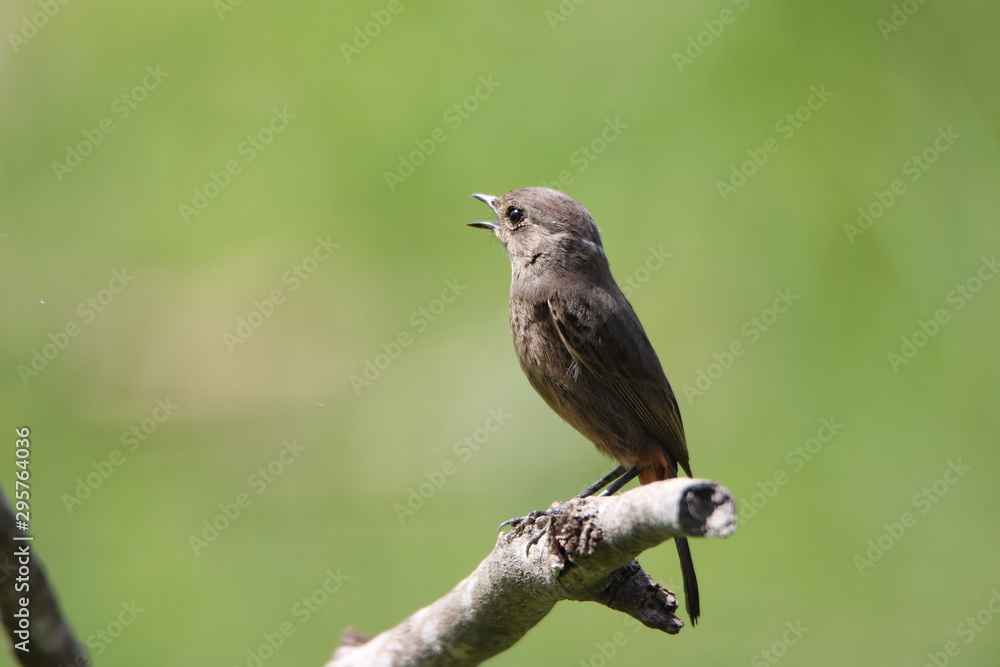 Fototapeta premium Bird on a branch
