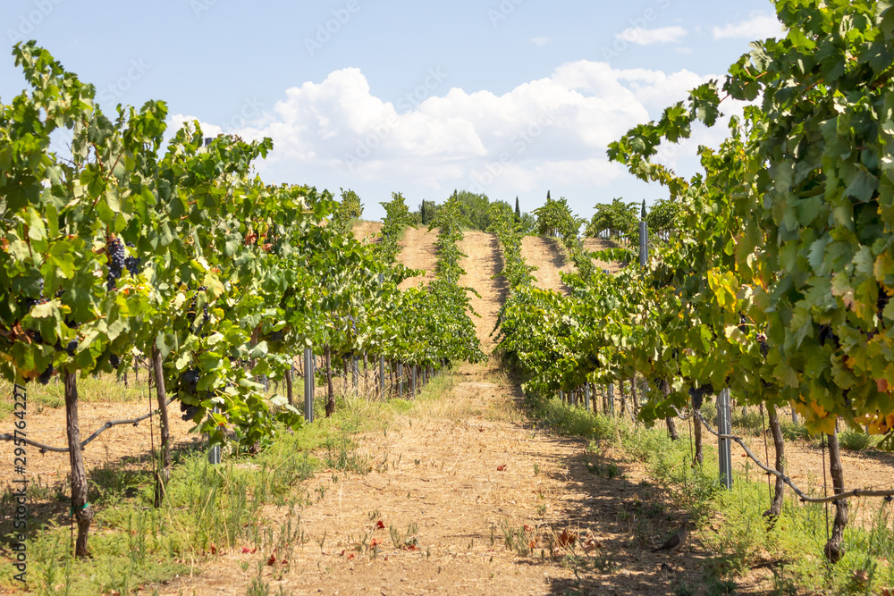 Looking down a row of grape vines, at a scenic vineyard, during the summer season.