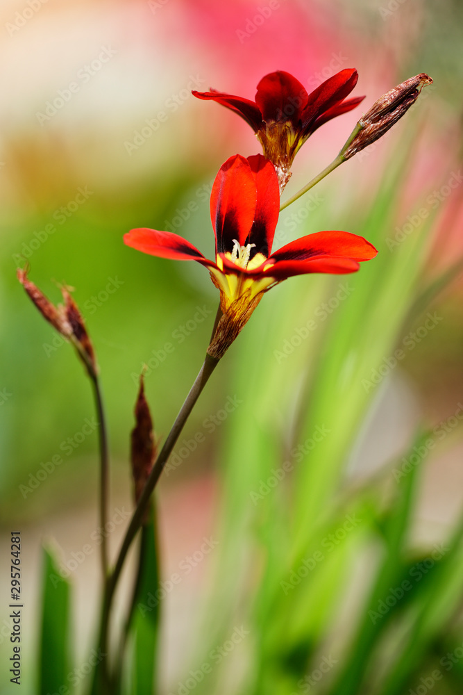 Fototapeta premium dreifarbiges Fransenschwertel