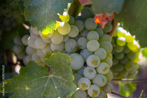 A closeup shot of a cluster of green or white grapes on the vine, at a scenic vineyard, during the summer season.