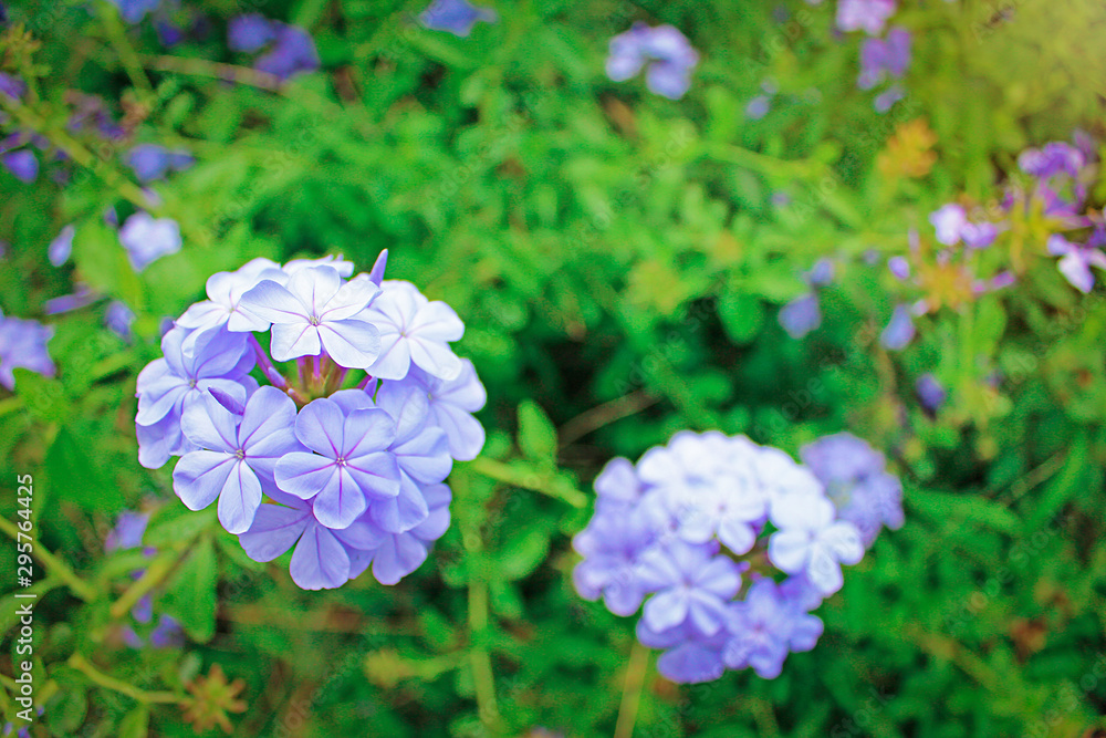 Purple flowers in the field of nature, macro view Purple flowers in the field of nature, macro view