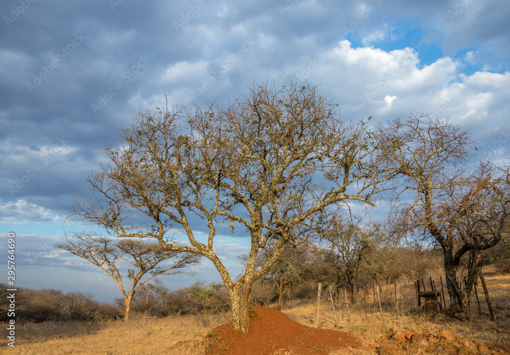 Thorn trees isolated against a cloudy sky in South Africa image in horizontal format with copy space