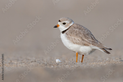 Wallpaper Mural A portrait of an endangered Piping Plover on the beach. Torontodigital.ca