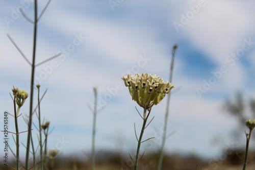 Respect and conserve this Southern Mojave desert Native plant in the fringes of 29 Palms, commonly as Rush Milkweed, and botanically as Asclepias Subulata.