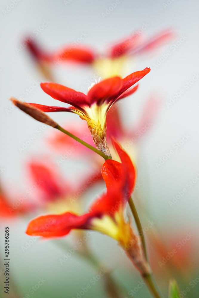 Fototapeta premium dreifarbiges Fransenschwertel