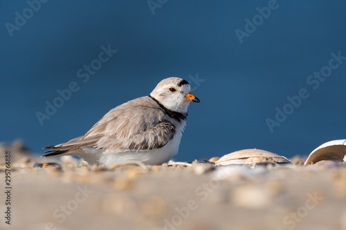 An endangered Piping Plover sitting on the beach.