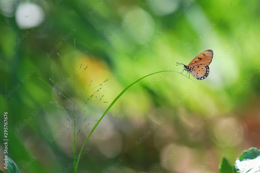 Obraz premium butterfly