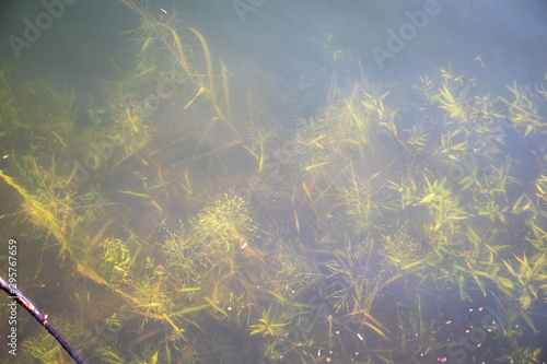 The sun illuminated the water plants and fish