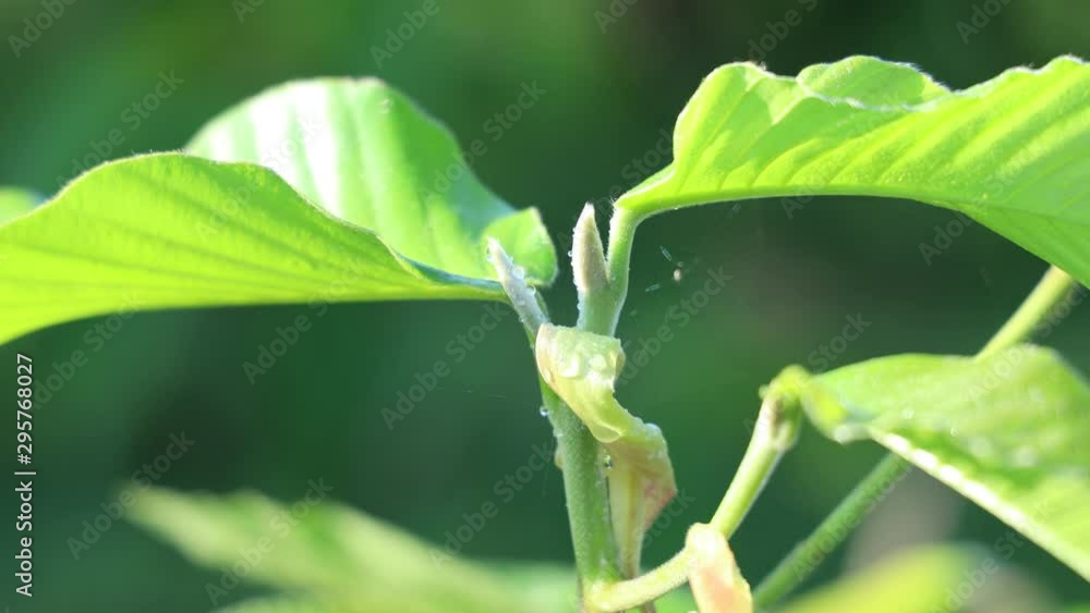 water drop on green Leaves with morning sunlight. water drop on green Leaves with morning sunlight.