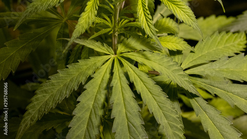Cannabis Leaf Plant Marijuana Weed Close Up Macro