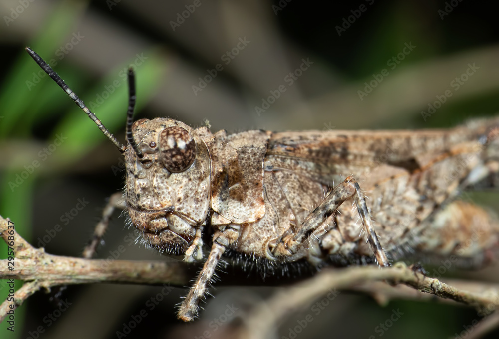 Macro Photo of Brown Grasshopper Camouflage on Twig Macro Photo of Brown Grasshopper Camouflage on Twig
