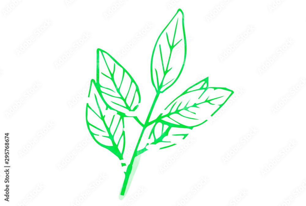 Fototapeta premium Green leaves isolated on white background