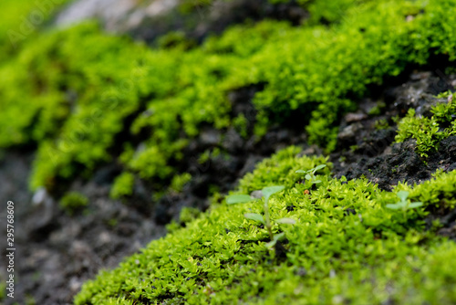 close up of green moss in nature background. © pinglabel