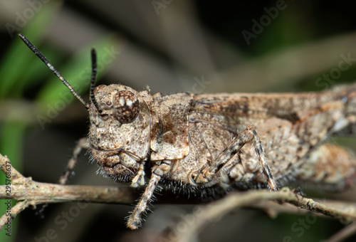 Macro Photo of Brown Grasshopper Camouflage on Twig © backiris