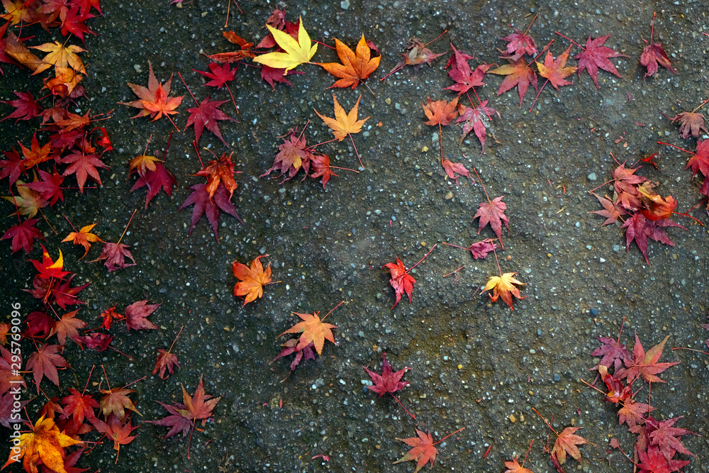 Colorful Maple leaves on the road Colorful Maple leaves on the road