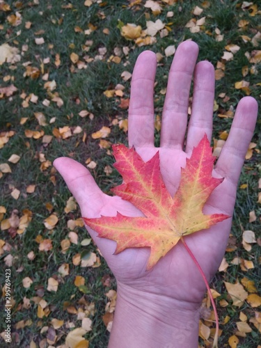 autumn leaves in the hands