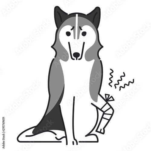 犬　ポーズ　表情　１匹　怪我　シベリアンハスキー
