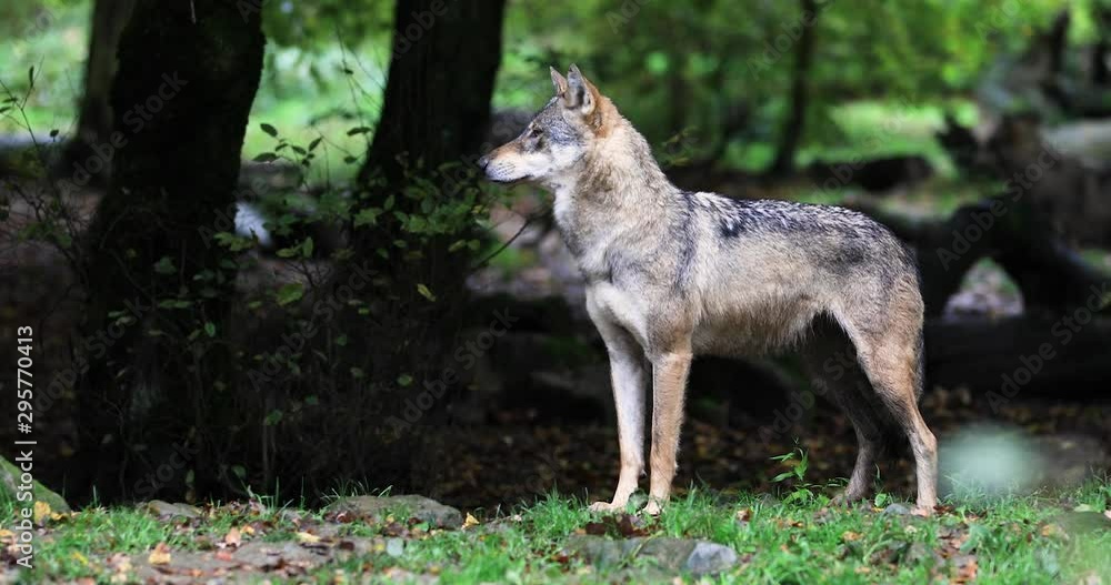 Portrait of a Grey wolf in the forest Portrait of a Grey wolf in the forest