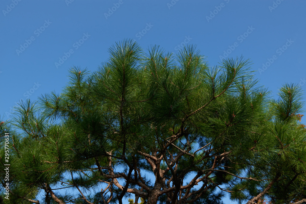 Large coniferous tree. Close-up and branches of a tree trunk on top. Pine branches grow in different directions, view from below. Pine tree against the blue sky. Large coniferous tree. Close-up and branches of a tree trunk on top. Pine branches grow in different directions, view from below. Pine tree against the blue sky.