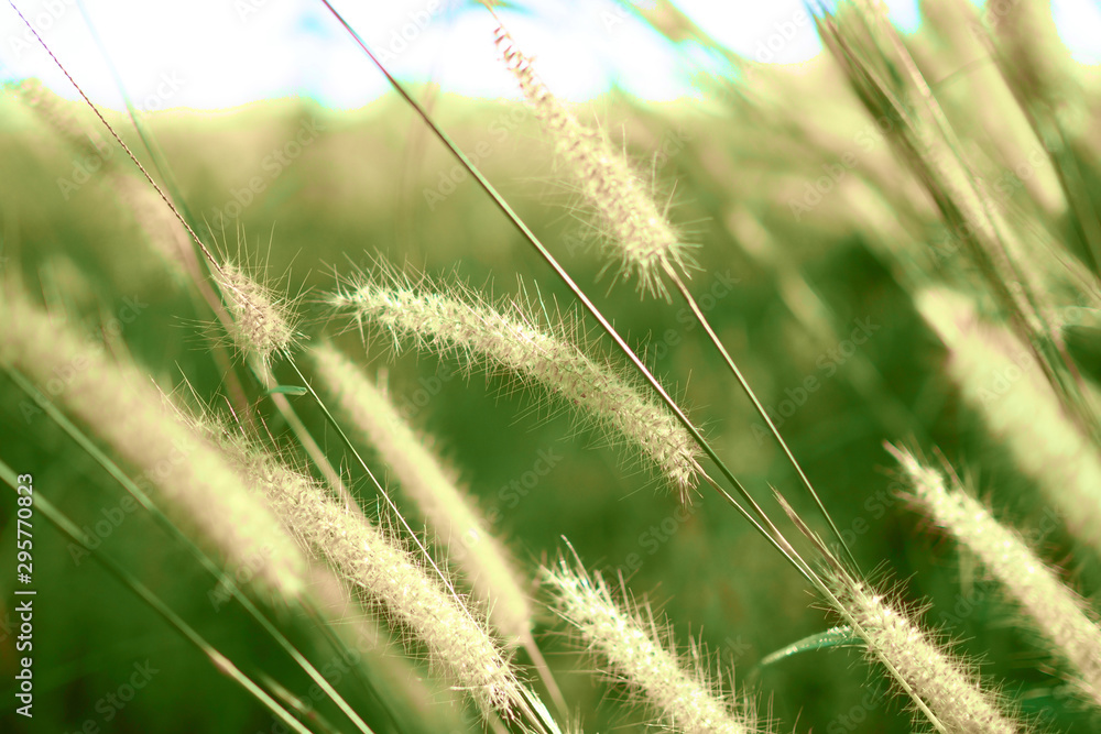Fototapeta premium Beautiful green grass flower with sunset for background, soft and blurred focus