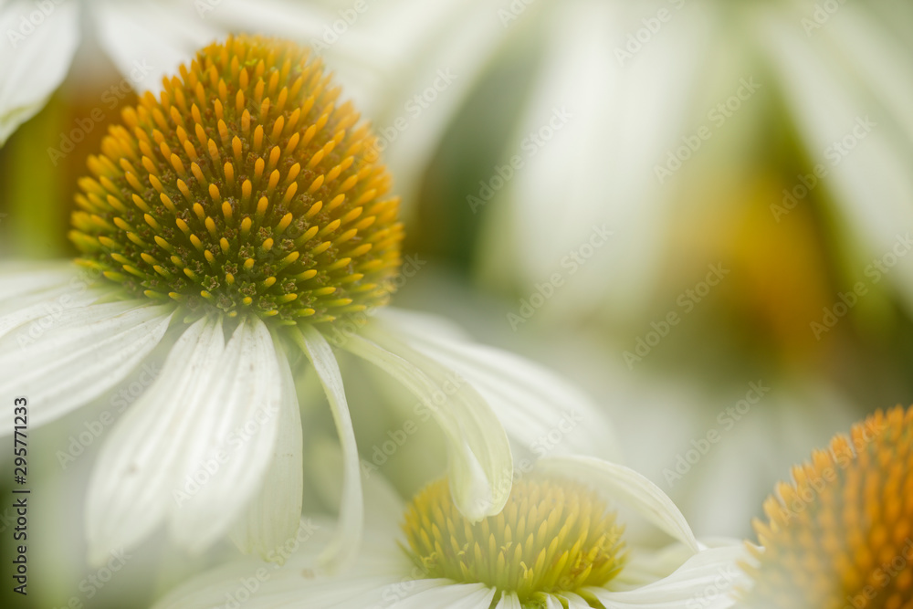 Obraz premium weisse Echinacea oder Sonnenhut