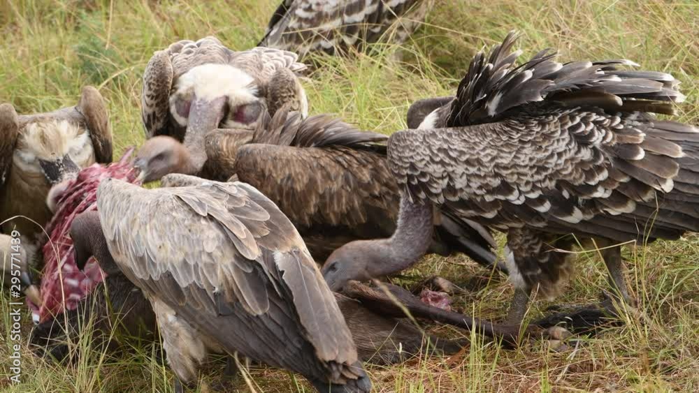 Massai Mara Reserve, Kenya. African vultures eat a wildebeest calf after killing it in a frenzied feast. Massai Mara Reserve, Kenya. African vultures eat a wildebeest calf after killing it in a frenzied feast.