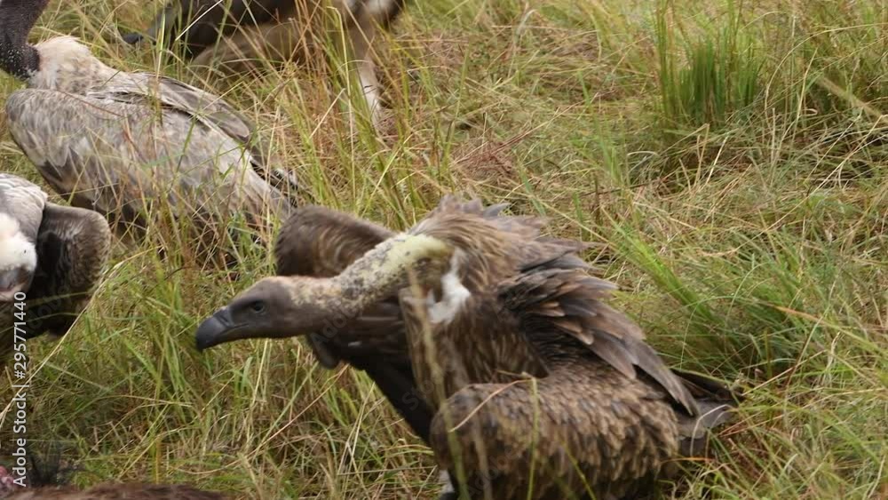 Massai Mara Reserve, Kenya. African vultures eat a wildebeest calf