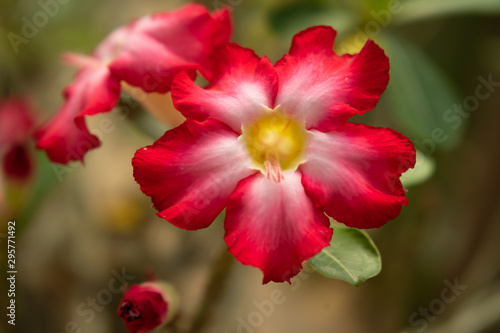 Beautiful Desert rose flower in the garden with blurry green leaf in the background, Mock azalea flowers, Impala lily flower