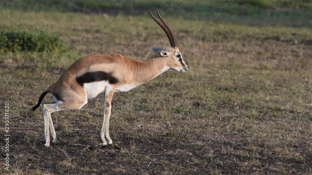 A male Thompson’s Gazelle poops on the plains of the Maasai Mara Reserve in Kenya. A male Thompson’s Gazelle poops on the plains of the Maasai Mara Reserve in Kenya.