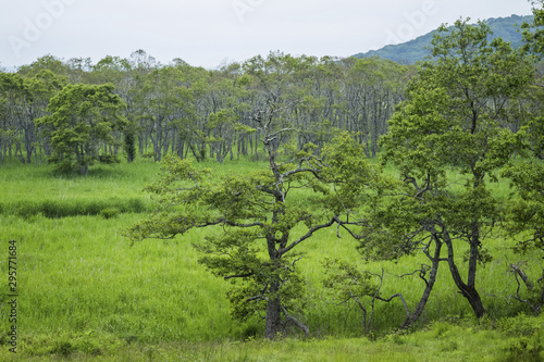 Wallpaper Mural travel in Japan Torontodigital.ca