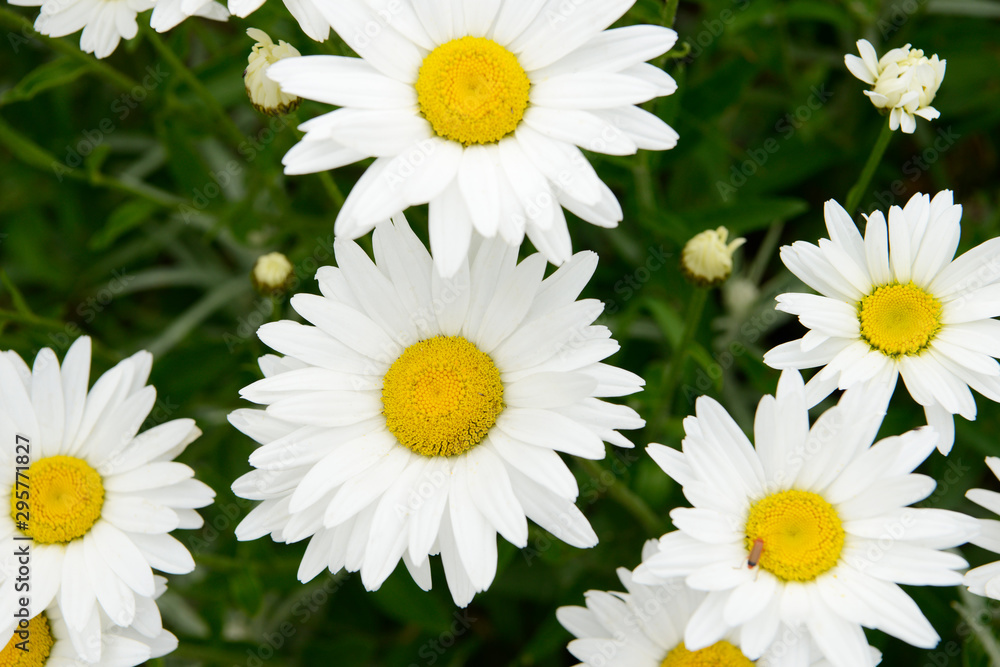Fototapeta premium White flower Marguerites flowering in the nature