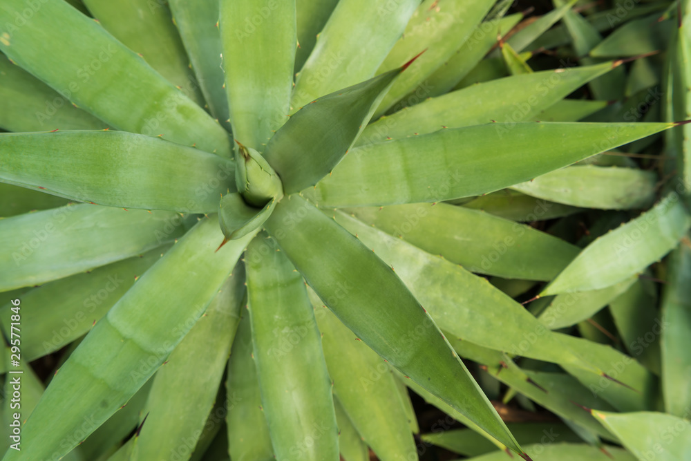Beautiful Cactus, desert plant in the garden Beautiful Cactus, desert plant in the garden