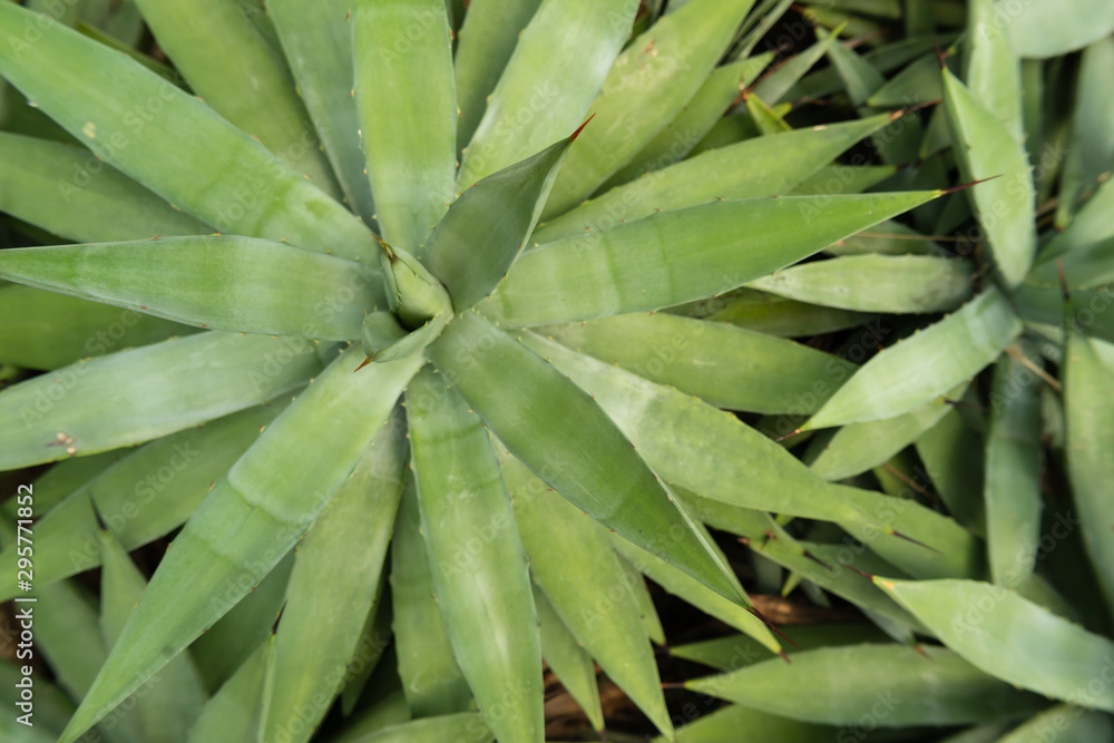Beautiful Cactus, desert plant in the garden Beautiful Cactus, desert plant in the garden